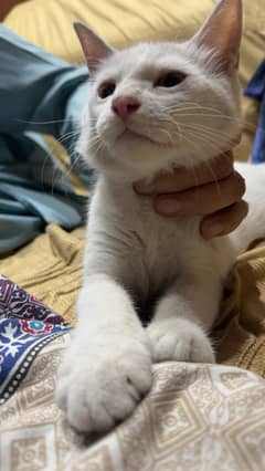 Persian White Male