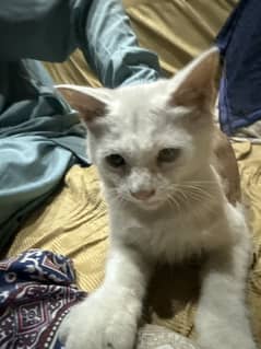 White Persian Male kitten