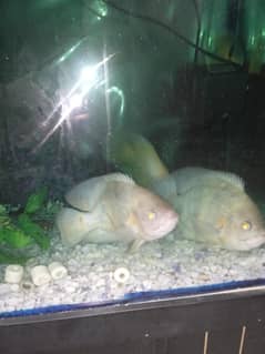 red parrot, polar bear, short body red jewel and albino oscar