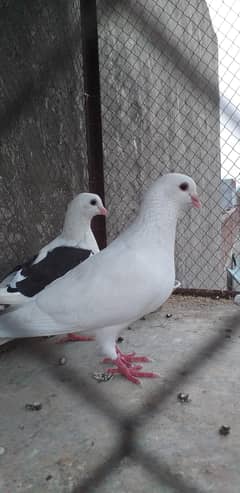 pigeons for Sale with responsible Price