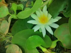 Imported water lily mature plants many varieties are available
