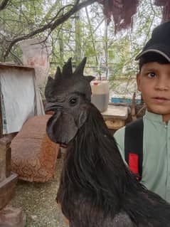 Ayam cemani