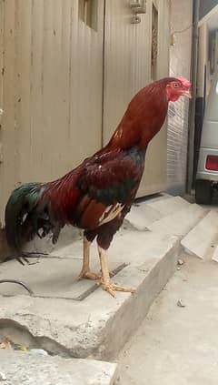MINAWALI ASEEL MURGA
