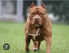male dog cross of peatbull and bully