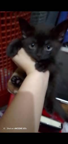 Persian fluffy kitten Very Cute and sooooooo Fluffy, Trained, Healthy