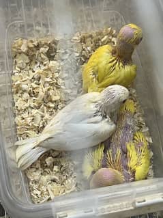 yellow