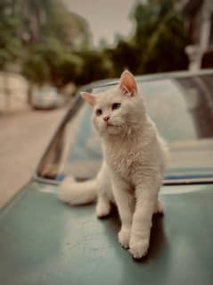 cat for sell age 7 month