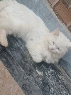 perstion cat for sale
