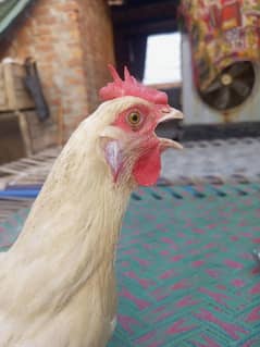 egg