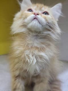 persian kitten