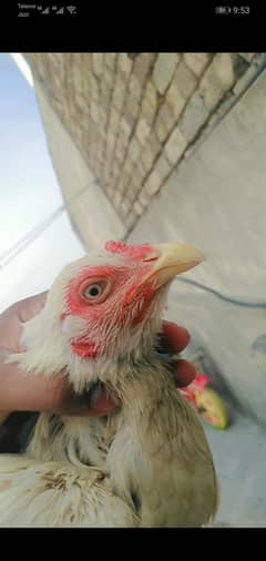 جpaper White Aseel Female
