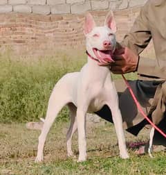 kuwati gulteer females available for sale. show quality