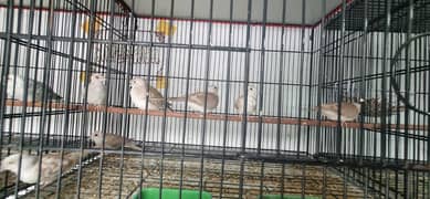 Washed Quality Ky Pied Doves