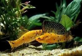 Molly and zebra danious breeding fish