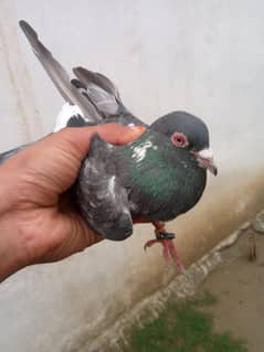 haripur nasim tone