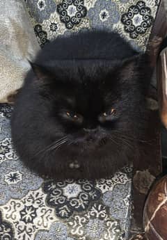 Female persian cat double coat