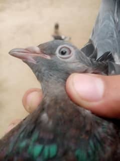 7 kabotar for sale 500 per final