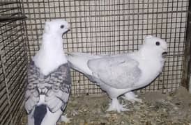 Sentient (German Tie) Pigeons
