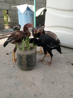 mianwali aseel per piece 3000