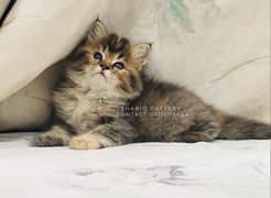 Persian Kitten 4 months for  sell