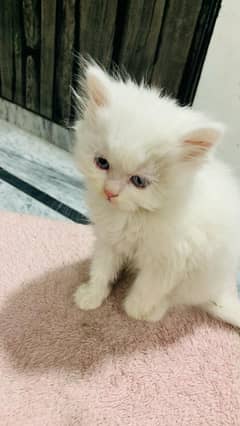 Persian cat 2 month age for sale 0346/0062/798 WhatsApp