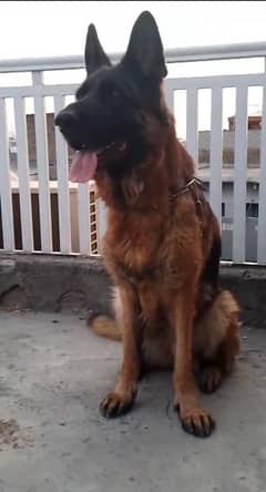 German shepherd top quality breeder female available 03115090318