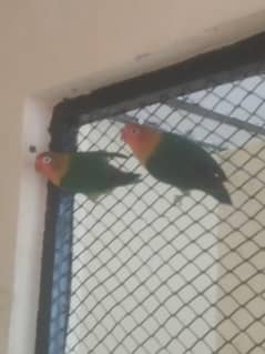 Lovebird