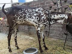 bakri