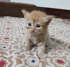 kitten