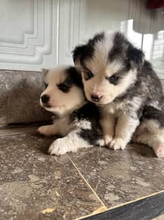 Husky puppies