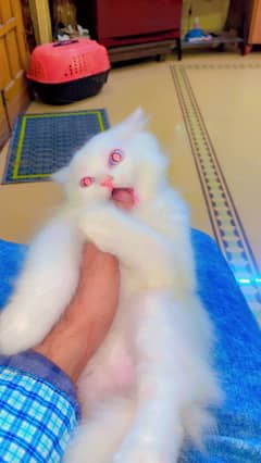 Persian kitten pure white 1 month age