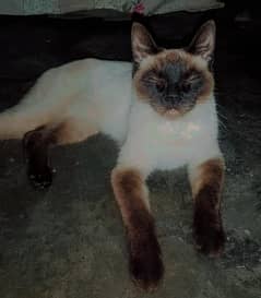 Siamese Cat