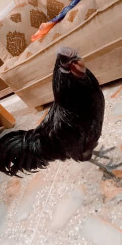 male ayam cemaani