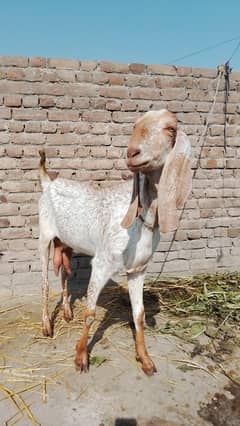Young Makki Chini Goat