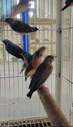finches blue goldiyan