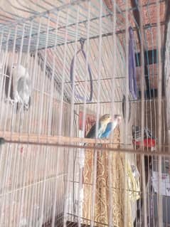 love birds full healthy and confirm breader pair
