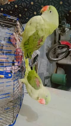 kasmiri parrot pair