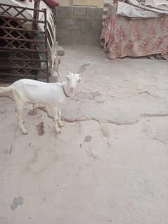 full gulabi bakra white eyes ka