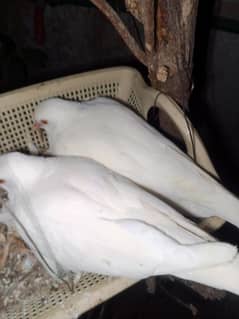 DOVES/KHUMRE. BREEDER BEST QUALITY !