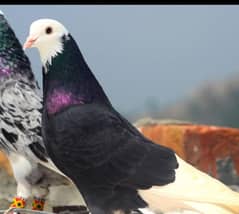 sky roller pair for sale