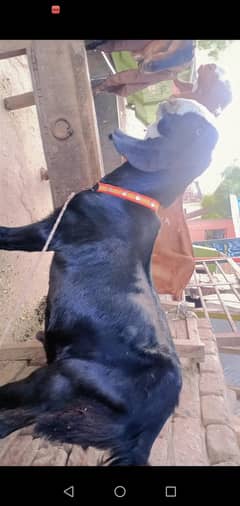 black colour ha or nasal  indeyan ha