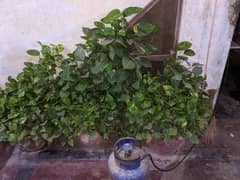 DECORATION