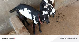 Bakri for sale whit two feemal calf