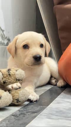 3 Month Labrador Puppy