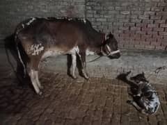 cow pure cholistani