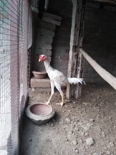 Heera Cross Murga