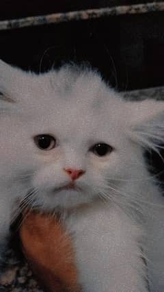 PERSIAN KITTEN AVAILABLE FOR SALE