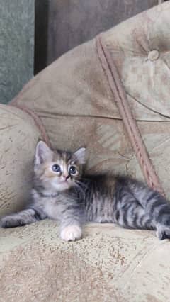kitten's