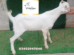 taddy goats / Bakra / Sheep | bakra / بکرا / desi goat