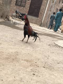 Mianwali aseel male thai cross female